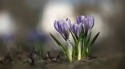 Foto auf Acrylglas Frühlingserwachen, leuchtende Blüten, bodennahe Blüten Krokusse  © Winfried