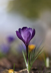 Frühlingserwachen, leuchtende Blüten, bodennahe Blüten Krokusse 