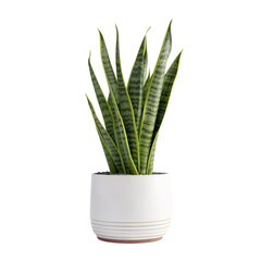 Snake plant (dracaena trifasciata) in a white pot, isolated on transparent background