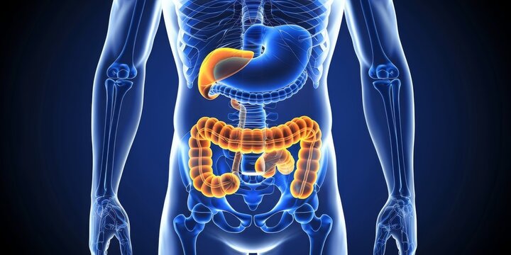 A Comprehensive View of the Digestive System within the Body, Highlighting Medical Knowledge, Generative AI