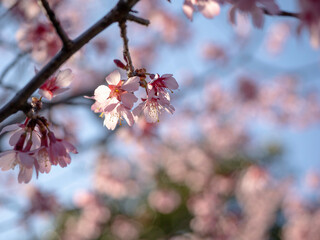 春の日の桜の花