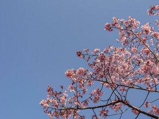 春の日の青空と桜