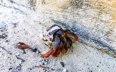 Large hermit crab crawls on beach sand Isla Contoy Mexico.