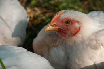 A close-up of a White Rock chicken outside in the grass during summer. Young organic meat bird is being raised for chicken meat. (4-5 weeks old)