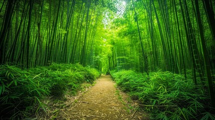 Obraz premium Enchanting Sunlit Bamboo Forest Path with Lush Green Foliage and Serene Nature Ambience