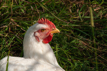 A close-up of a White Rock chicken outside in the grass during summer. Young organic meat bird is being raised for chicken meat. (4-5 weeks old)