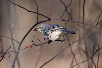 Northern Mocking Bird, Northern Mocking bird eating berries, Bird eating berries, Birds in Winter
