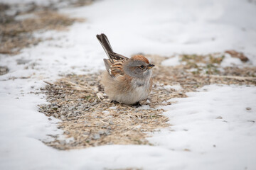 American Tree Sparrow, Birds in Winter, Sparrow, Birds and blooms, Cute Birds, Bird Facing Forward