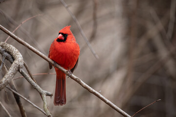 Cardinal, Northern Cardinals eating, Birds in the winter