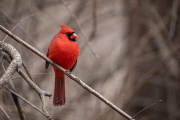 Cardinal, Northern Cardinals eating, Birds in the winter