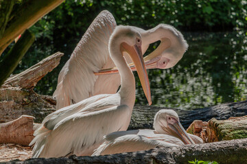 Flamingos bei der Federpflege