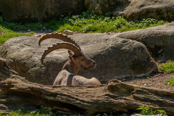 Steinbock beim Sonnenbad