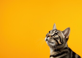 Un chat tigré regardant vers le haut, sur un fond orange, image avec espace pour texte.