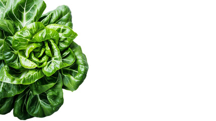 Fresh green lettuce isolated on white background. Top view - obrazy, fototapety, plakaty