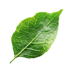 Green leaf isolated on transparent background.