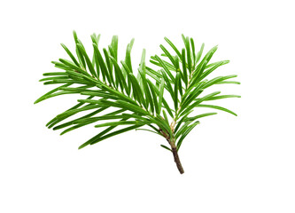 Fir tree branch isolated on white