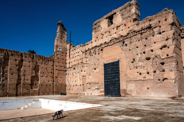 Cat walking past the ruins of Badi Palace in Marrakesh, Morocco