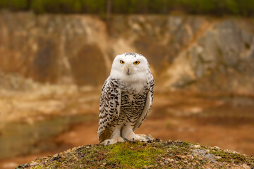 Snowy owls Bubo scandiacus is a monotypical species of owl in the family Strigidae.