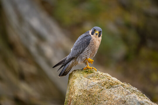 The Migratory Falcon (Falco peregrinus) is a cosmopolitan (worldwide) widespread falcon bird.