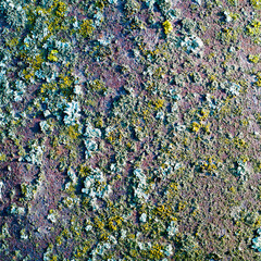 Mossy Surface Texture