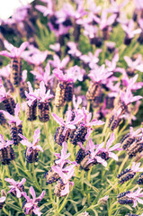 Lavender Blooms at Dusk