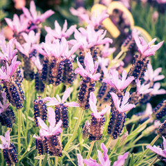 Lavender Blooms at Dusk