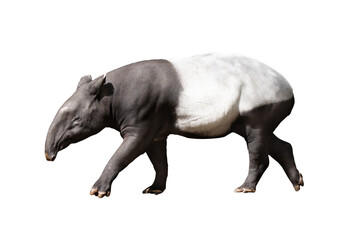 Malayan tapir walks on white background. - obrazy, fototapety, plakaty