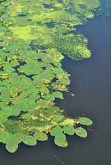 Floating Water Water Lily Leaves on Still Surface of River 