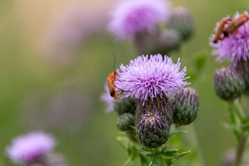 bug on a flower