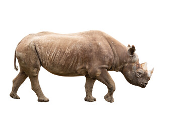 Black rhino walks on white background.