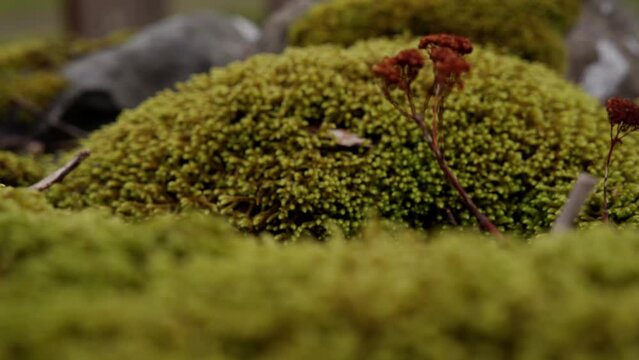 thick moss on rocks in the forest