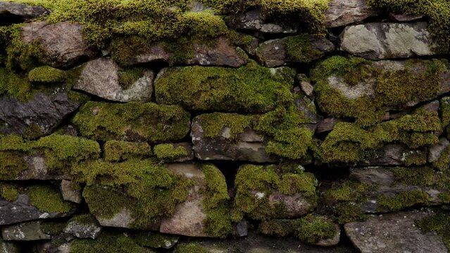 a mossy stone wall in nature