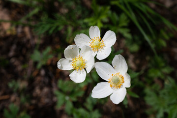 Fototapeta na wymiar Wood anemones (Anemone Nemorosa) blooming in early spring