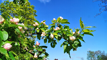 Blüten in weiß rosa vor blauem Himmel