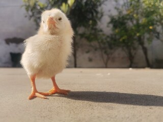 Adorable Newborn Chick