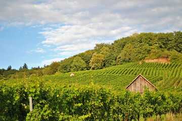 Fototapeta na wymiar View over Green Landscape Hills of German Vineyard 