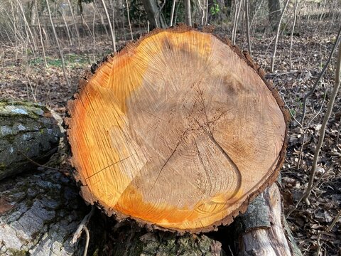750705268 Baumscheibe gef&auml;llter Baum