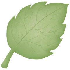 green leaf isolated on white