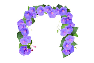Close-up view of many purple morning glory flowers isolated on transparent background png file.