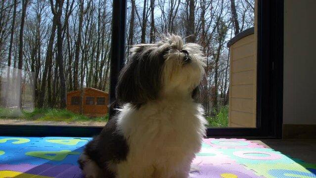 Capture the charm of a black and white Shih Tzu sitting on a colorful children's play mat, gazing up with curiosity. 