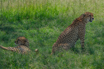 Citas enjoy the day in Masai mara