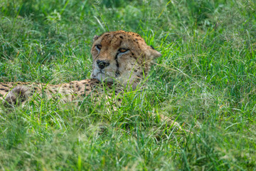 Citas enjoy the day in Masai mara