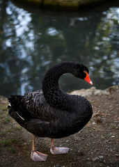 The black swan bent its neck on the shore of the pond
