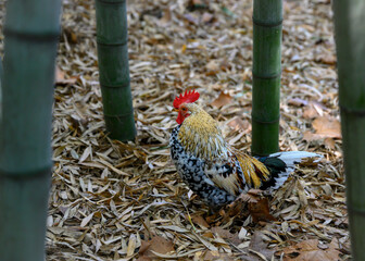 A rooster in a bamboo forest