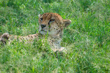 Citas enjoy the day in Masai mara