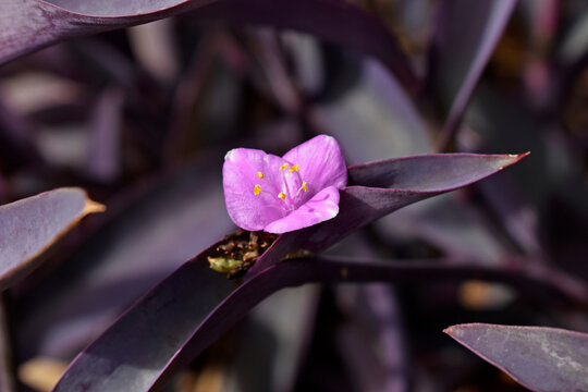 Purple queen flower (Tradescantia pallida or Setcreasea purpurea) on garden