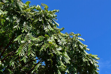 Treetop foliage and blue sky, Ribeirao Preto, Sao Paulo, Brazil