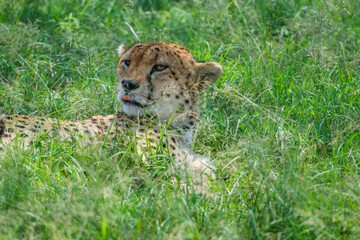 Citas enjoy the day in Masai mara