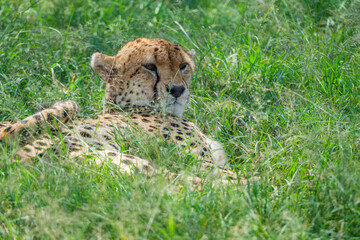 Citas enjoy the day in Masai mara