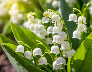 Keuken spatwand met foto Blooming Lily of the valley in spring garden white flowers green plant © OceanProd
